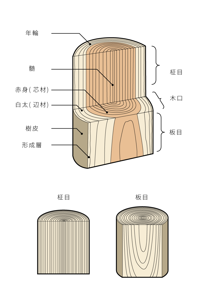 木材の組織イラスト